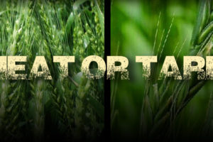 Wheat or Tares