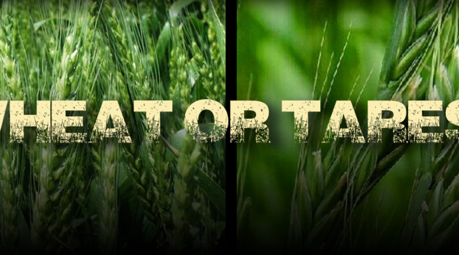 Wheat or Tares