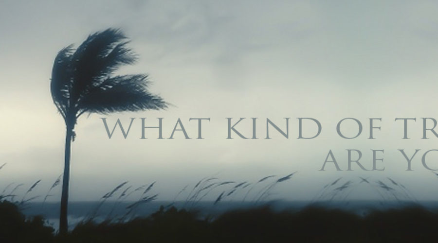 What Kind of Tree Are You?