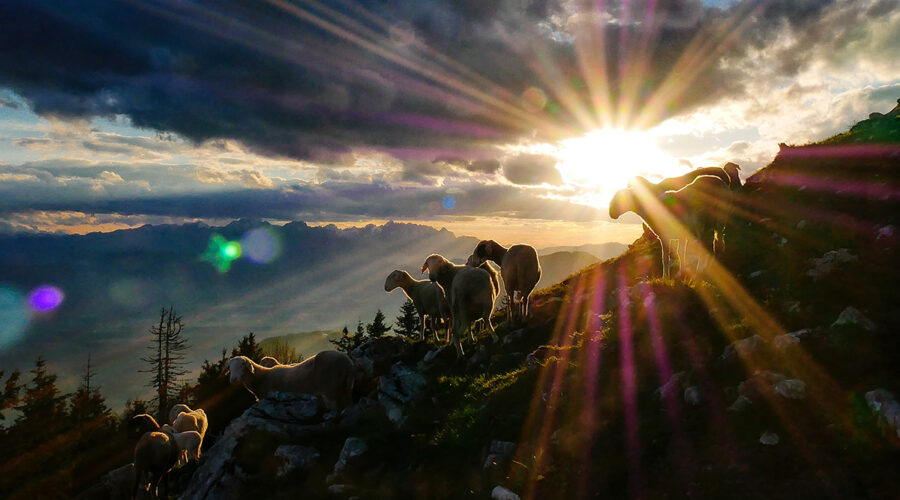Move at the Shepherd's Call